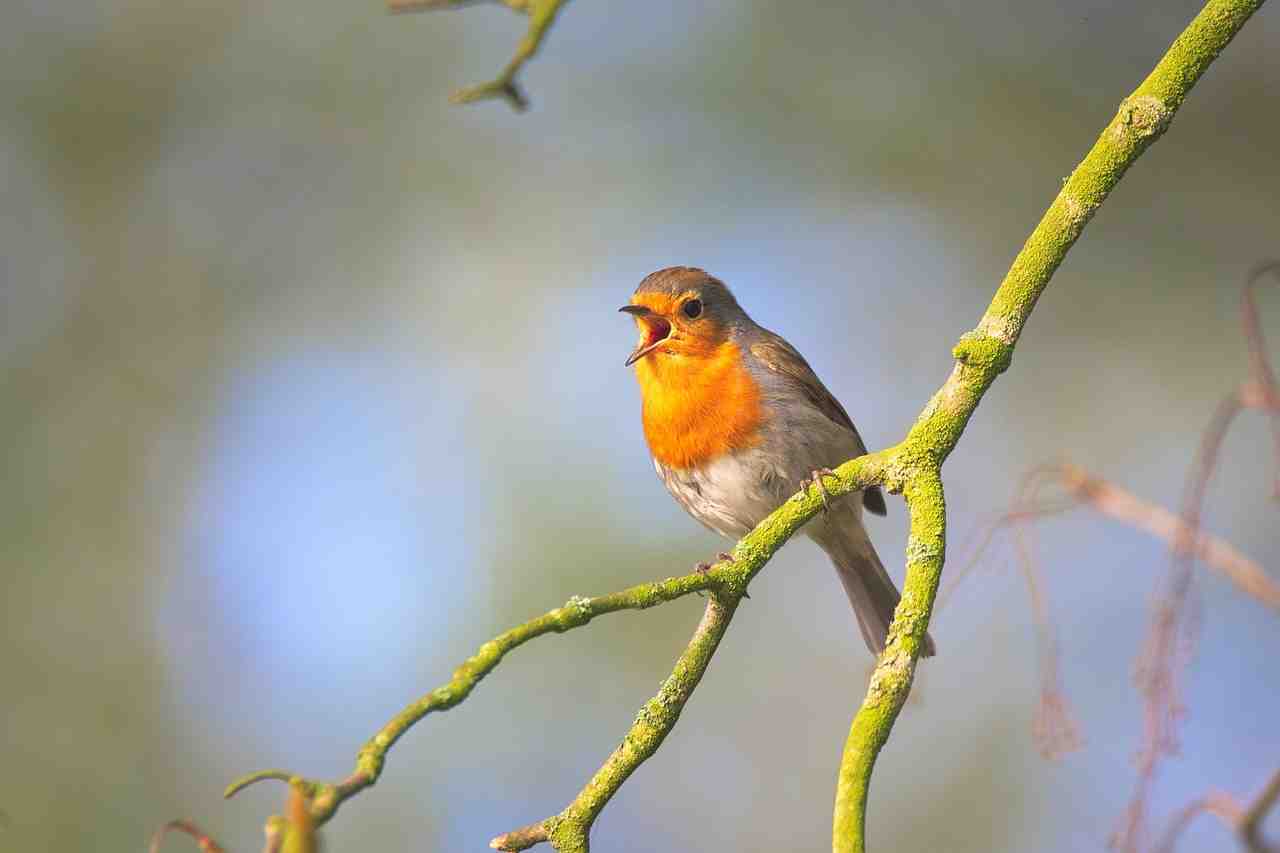 petit oiseau, chanter, robin